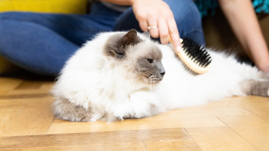 Hair Loss In Cats Causes Treatment Purina